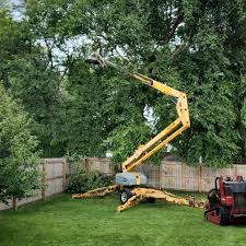 Best Root Management and Removal  in Claryville, KY