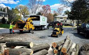 Best Palm Tree Trimming  in Claryville, KY