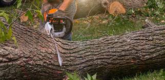 Best Tree Health Inspection  in Claryville, KY