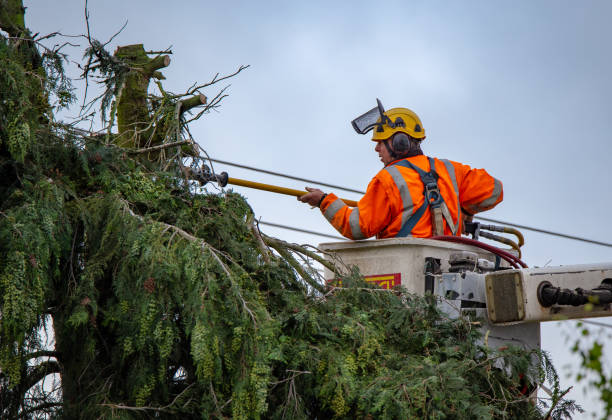 Best Storm Damage Tree Cleanup  in Claryville, KY