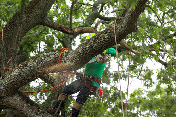 Best Mulching Services  in Claryville, KY