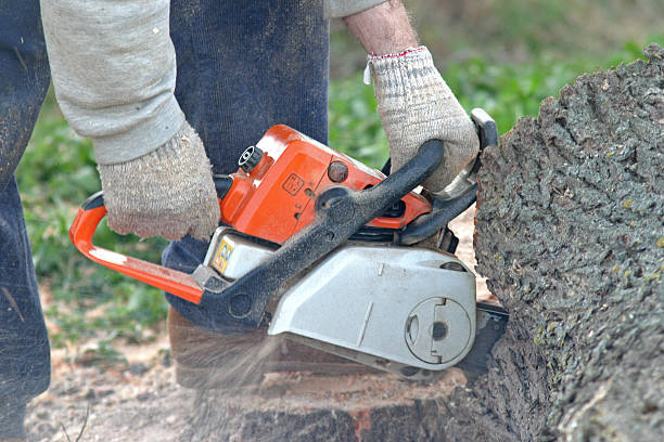 Best Utility Line Clearance  in Claryville, KY