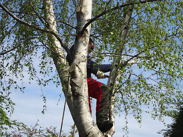 Best Hazardous Tree Removal  in Claryville, KY