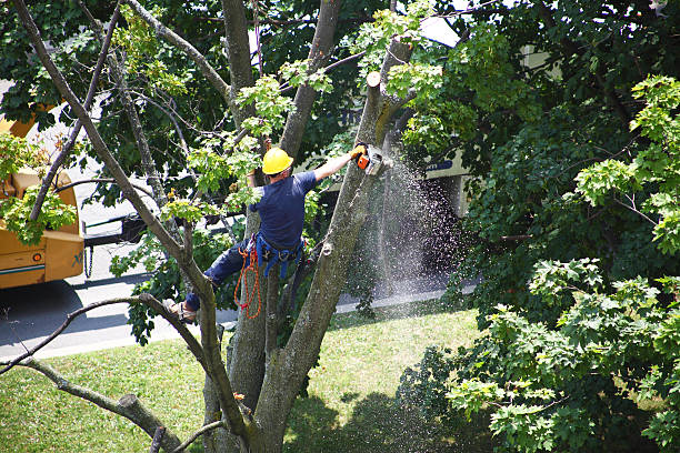 Best Tree Disease Treatment  in Claryville, KY