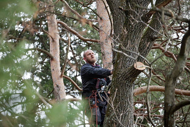 Best Tree Mulching  in Claryville, KY