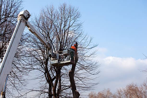 Best Tree Risk Assessment  in Claryville, KY