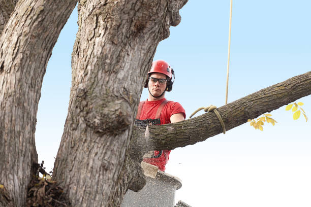 Best Lawn Dethatching  in Claryville, KY